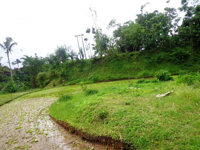 Land in Ubud Bali for sale