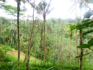 Land for sale in Ubud Bali