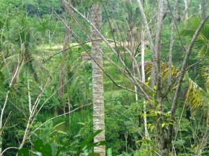 Land for sale in Ubud Bali