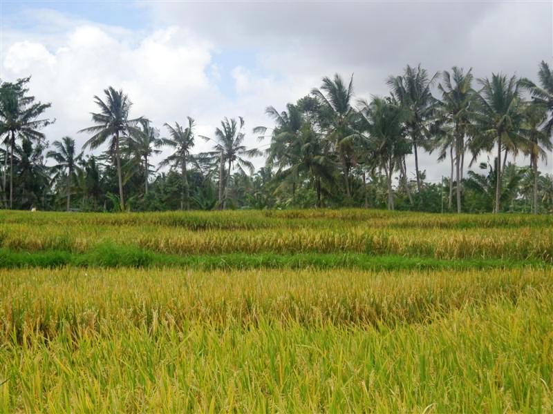 Ubud land for sale in Bali
