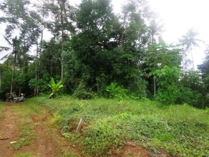 Land for sale in Ubud Bali