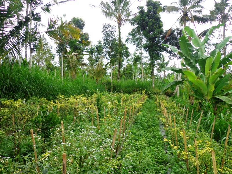 UBud land for sale in Bali