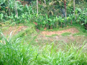 Ubud land for sale in Ubud