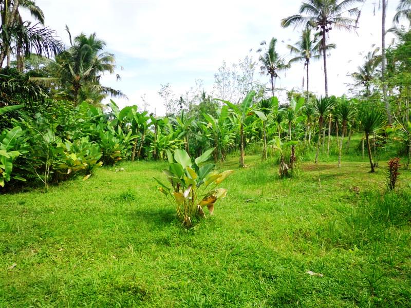 Ubud land for sale in Bali Indonesia