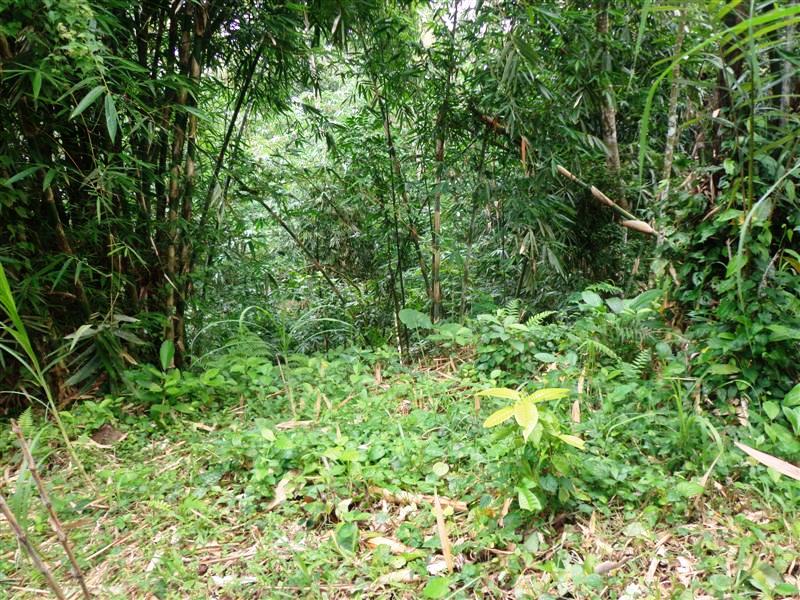 Ubud land for sale in Bali Indonesia