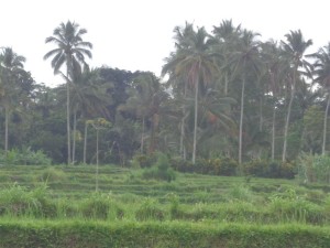 Bali land for sale in Ubud