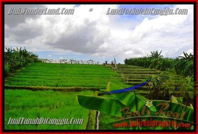 Beautiful PROPERTY LAND IN Canggu Pererenan BALI FOR SALE TJCG141