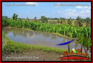 Affordable 400 m2 LAND SALE IN UBUD BALI TJUB659