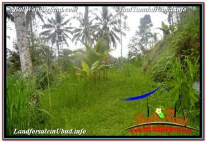 FOR SALE Beautiful PROPERTY 35,000 m2 LAND IN UBUD TEGALALANG BALI TJUB674