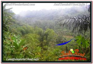 FOR SALE Beautiful PROPERTY 35,000 m2 LAND IN UBUD TEGALALANG BALI TJUB674