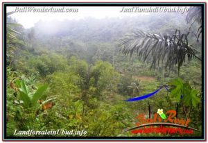 FOR SALE Beautiful PROPERTY 35,000 m2 LAND IN UBUD TEGALALANG BALI TJUB674