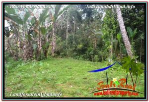 Magnificent PROPERTY 40,000 m2 LAND FOR SALE IN UBUD TJUB679