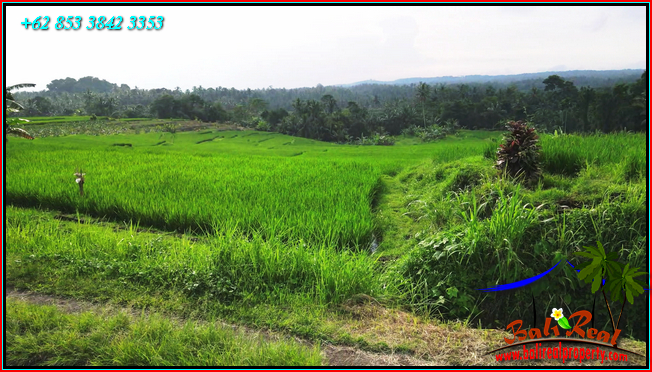 Beautiful LAND SALE IN TABANAN BALI TJTB564