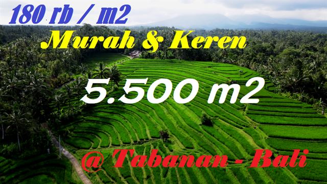 FOR SALE Cheap property 5.500 m2 LAND IN Penebel Tabanan BALI TJTB597