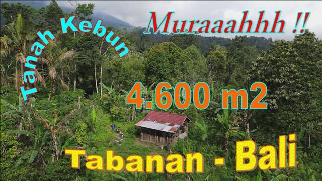 FOR SALE Affordable PROPERTY 4,600 m2 LAND IN Pupuan Tabanan BALI TJTB674