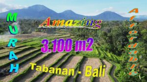 Beautiful LAND IN Penebel Tabanan FOR SALE TJTB788